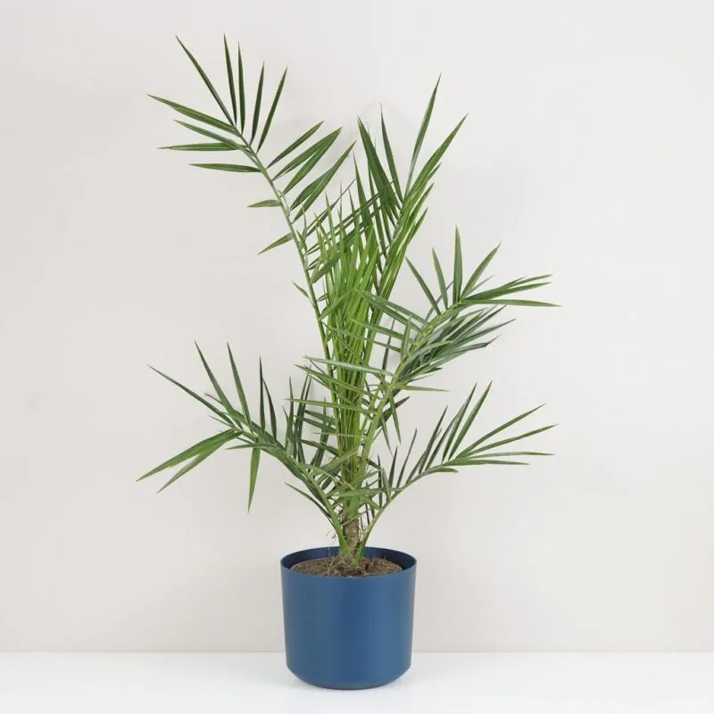 Ďatlovník kanársky Phoenix canariensis palma exterierova rostlina