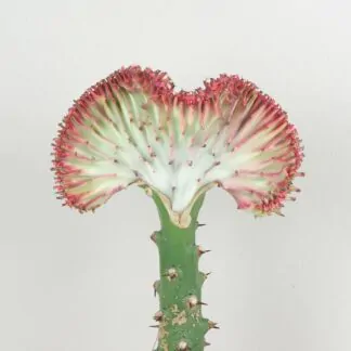 euphorbia lactea cristata ruzova sukulent