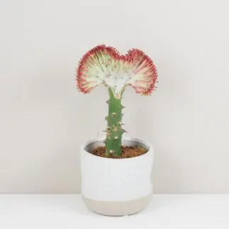 euphorbia lactea cristata ruzova sukulent