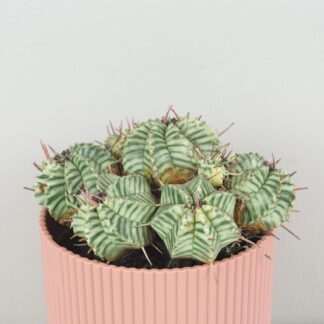 Euphorbia meloformis variegata raritni sukulent