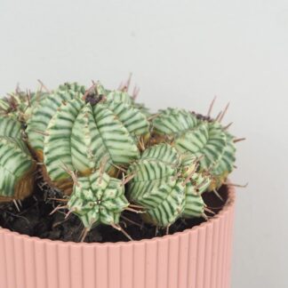 Euphorbia meloformis variegata raritni sukulent
