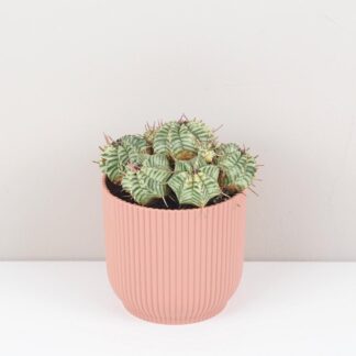 Euphorbia meloformis variegata raritni sukulent