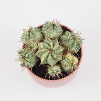 Euphorbia meloformis variegata raritni sukulent