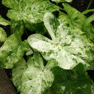 Hlíza Caladium ‘Frog in a Blender’ hliza caladium frog in a blender jak vypestovat kaladium z hlizy