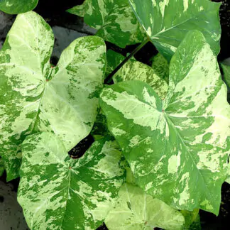 hliza caladium frog in a blender jak vypestovat kaladium z hlizy