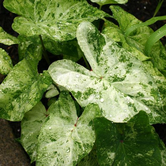 Hlíza Caladium ‘Frog in a Blender’ hliza caladium frog in a blender jak vypestovat kaladium z hlizy