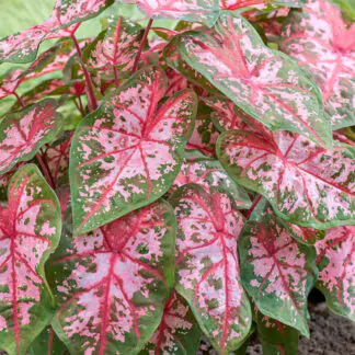 hliza caladium carolyn whorton jak vypestovat kaladium z hlizy