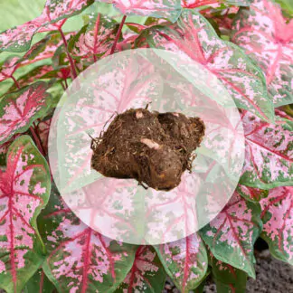 hliza caladium carolyn whorton jak vypestovat kaladium z hlizy