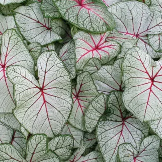 hliza caladium fantasy jak vypestovat kaladium z hlizy