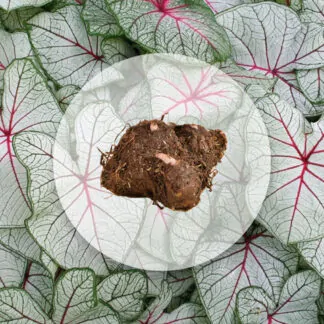 hliza caladium fantasy jak vypestovat kaladium z hlizy