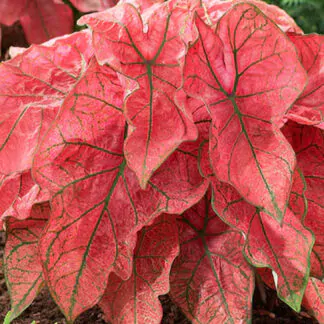 hliza caladium festivia jak vypestovat kaladium z hlizy