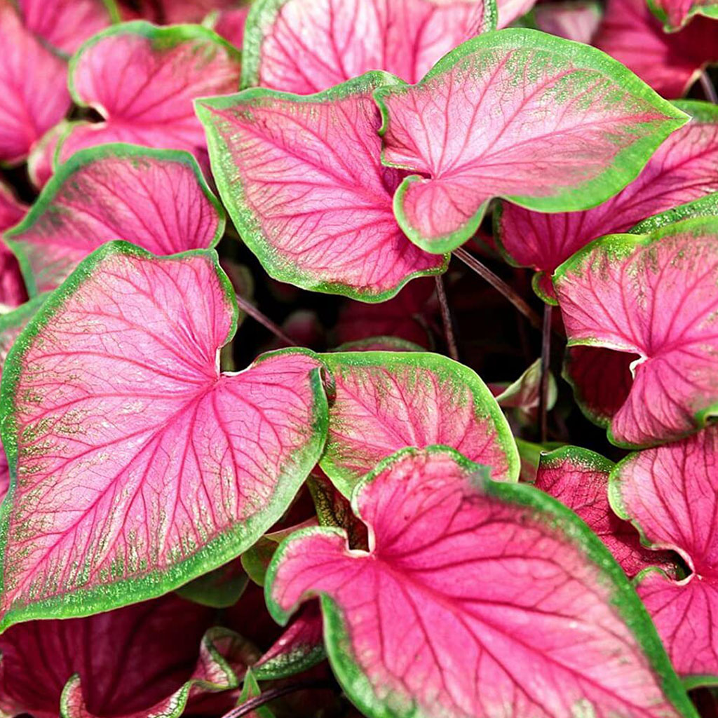 Hlíza Caladium ‘Florida Sweetheart’ hliza caladium florida sweetheart jak vypestovat kaladium z hlizy