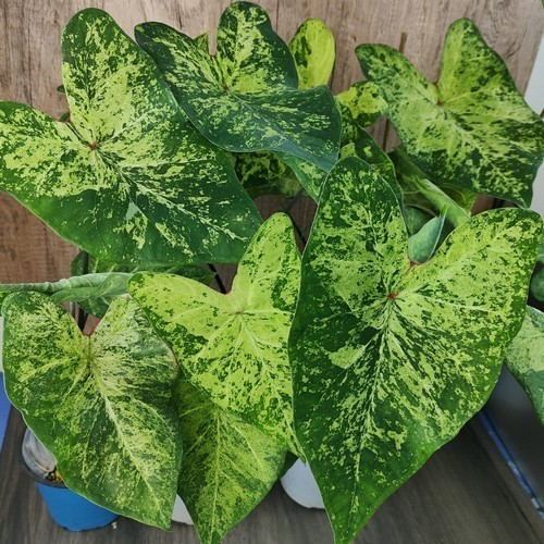 Hlíza Caladium ‘Frog in a Blender’ hliza caladium frog in a blender jak vypestovat kaladium z hlizy