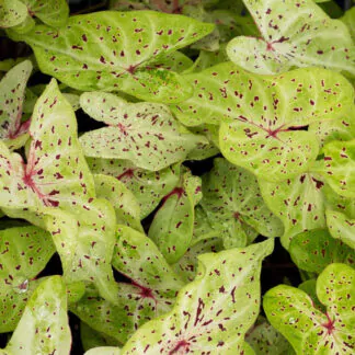 hliza caladium miss muffet jak vypestovat kaladium z hlizy