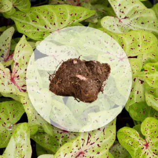 hliza caladium miss muffet jak vypestovat kaladium z hlizy