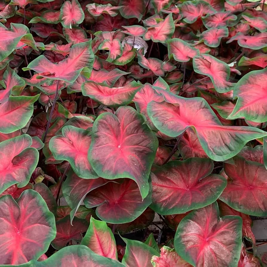 Hlíza Caladium ‘Royal Flush’ hliza caladium royal flush jak vypestovat kaladium z hlizy