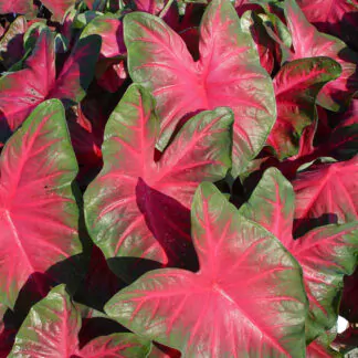 hliza caladium royal flush jak vypestovat kaladium z hlizy