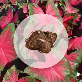 hliza caladium royal flush jak vypestovat kaladium z hlizy