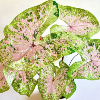 hliza caladium seafoam pink jak vypestovat kaladium z hlizy