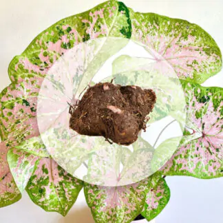 hliza caladium seafoam pink jak vypestovat kaladium z hlizy