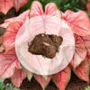 Hlíza Caladium ‘Spring Fling’ hliza caladium spring fling jak vypestovat kaladium z hlizy