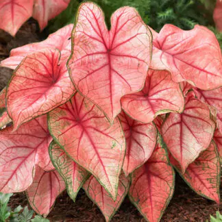 hliza caladium spring fling jak vypestovat kaladium z hlizy