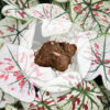 Hlíza Caladium ‘Strawberry Star’ hliza caladium strawberry star jak vypestovat kaladium z hlizy