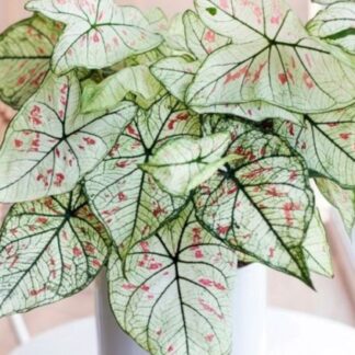Hlíza Caladium ‘Strawberry Star’ hliza caladium strawberry star jak vypestovat kaladium z hlizy