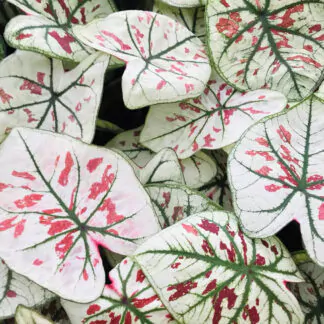 hliza caladium strawberry star jak vypestovat kaladium z hlizy
