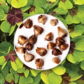 Hlízy Oxalis deppei 5 ks