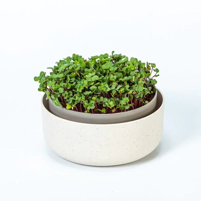 Klíčící miska krémová klicici miska na mikrobylinky microgreens klicky