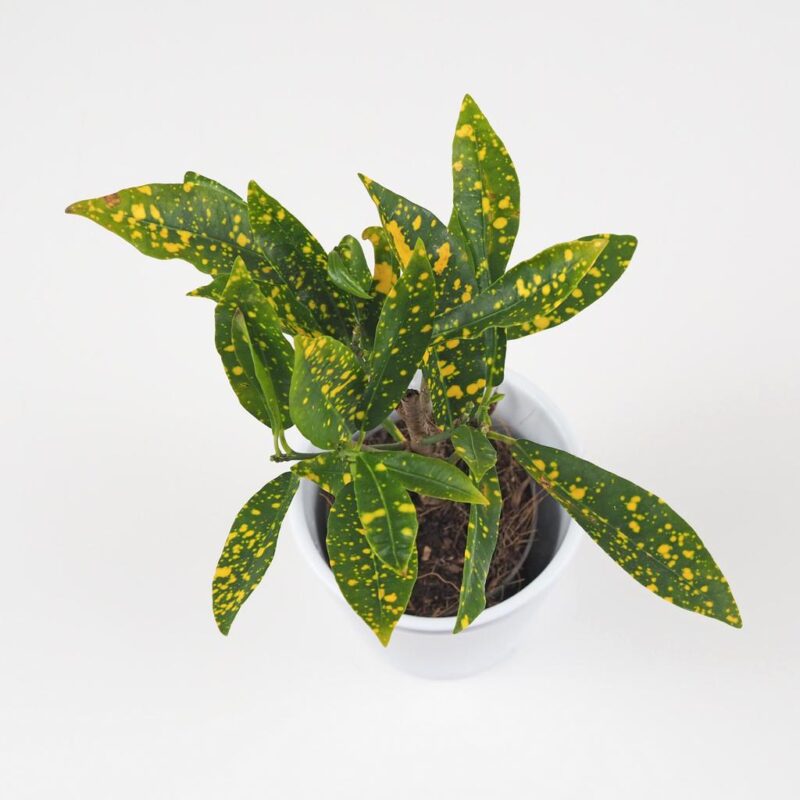 Krotonovec Codiaeum variegatum Gold Dust maly