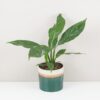 Lopatkovec / Spathiphyllum wallisii ‘Diamond’ střední lopatkovec spathiphyllum wallisii diamond panasovany