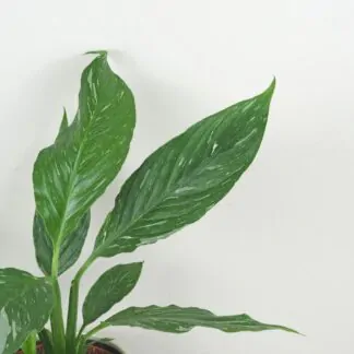 Lopatkovec / Spathiphyllum wallisii ‘Diamond’ střední lopatkovec spathiphyllum wallisii diamond panasovany