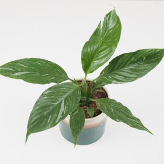 Lopatkovec / Spathiphyllum wallisii ‘Diamond’ střední lopatkovec spathiphyllum wallisii diamond panasovany