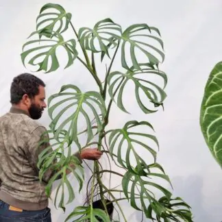monstera burle marx flame