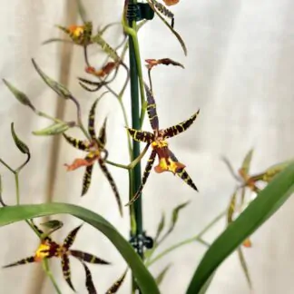 orchidea banfieldara