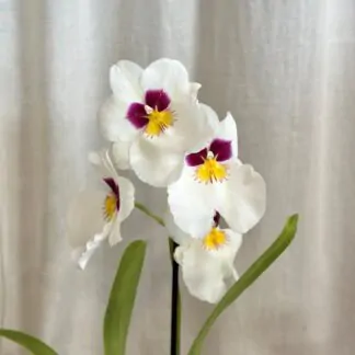 orchidej Miltoniopsis ‘Herr Alexandre’