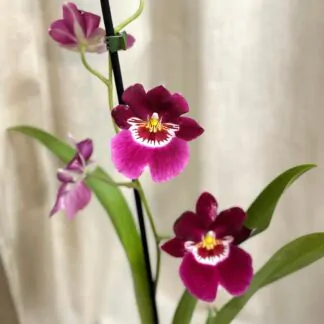 Orchidej Miltoniopsis Red Tide