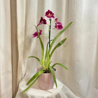 Orchidej Miltoniopsis ‘Red Tide’ Orchidej Miltoniopsis Red Tide