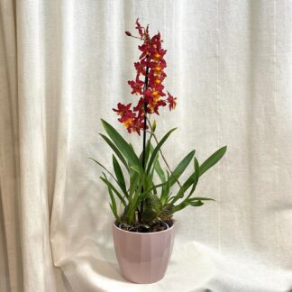 orchidej wilsonara
