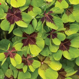 oxalis depei hlizy cibulky pestovani z hliz