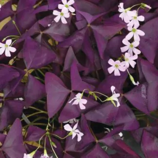 oxalis triangularis fialovy hlizy pestovani z hliz pokojove rostliny
