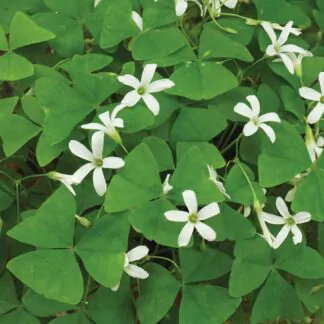 oxalis triangularis zeleny hlizy pestovani z hliz pokojove rostliny