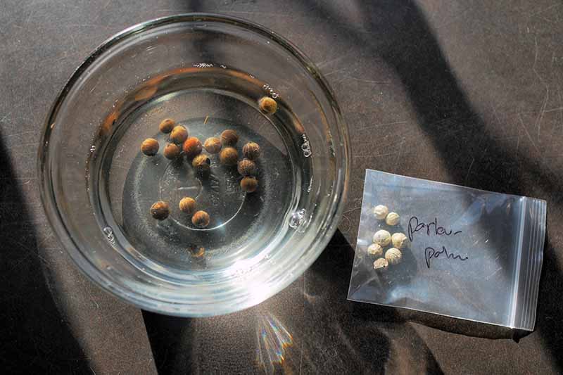 seminka chamaedorea elegans semena pokojovych rostlin pokojovek