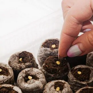 Rašelinová tableta Ø 30 - 44 mm raselinova tableta raselinove tablety pro pestovani