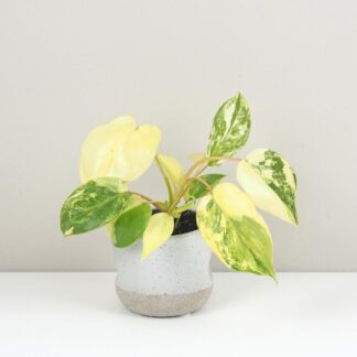 Philodendron Burle Marx variegata panasovany filodendron