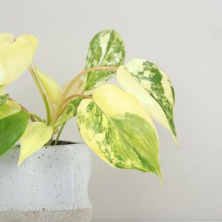Philodendron ‘Burle Marx’ variegata Philodendron Burle Marx variegata panasovany filodendron
