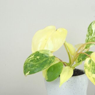 Philodendron ‘Burle Marx’ variegata Philodendron Burle Marx variegata panasovany filodendron
