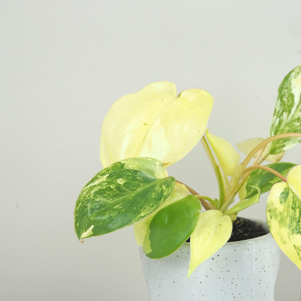 Philodendron ‘Burle Marx’ variegata Philodendron Burle Marx variegata panasovany filodendron
